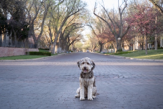 Mini Goldendoodle