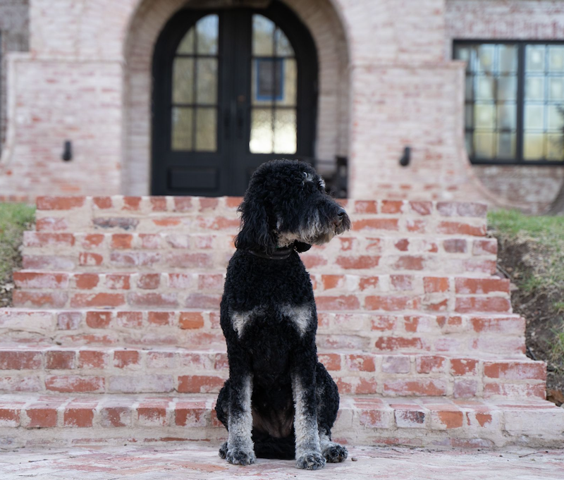 Daisy - Goldendoodle Momma