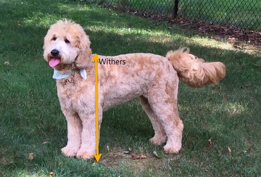 Diagram showing how to measure a goldendoodle's height at the withers, on the Blackwater Goldendoodles sizes page