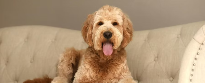 Emma, a beloved goldendoodle mama at Blackwater Goldendoodles