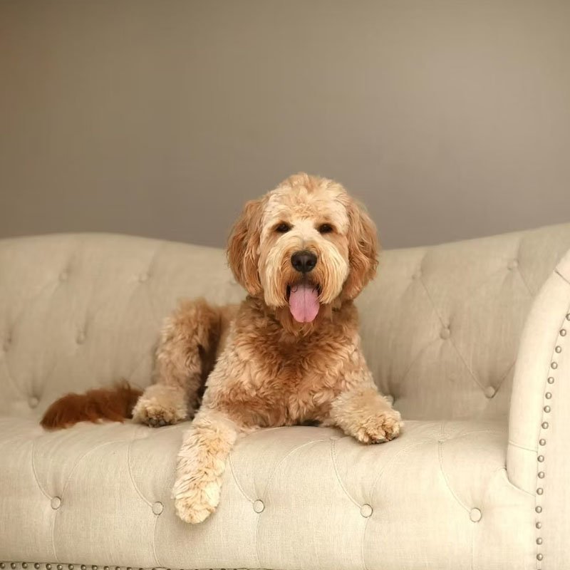 emma Emma, a beloved goldendoodle mama at Blackwater Goldendoodles, remembered in loving memory