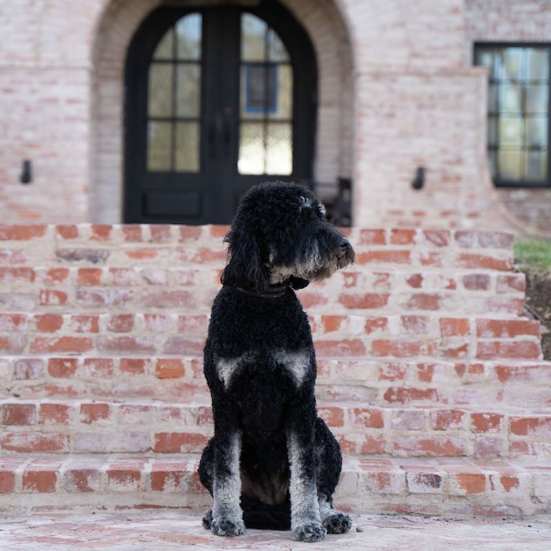 fritzy Fritzy, a black and white parti goldendoodle at Blackwater Goldendoodles