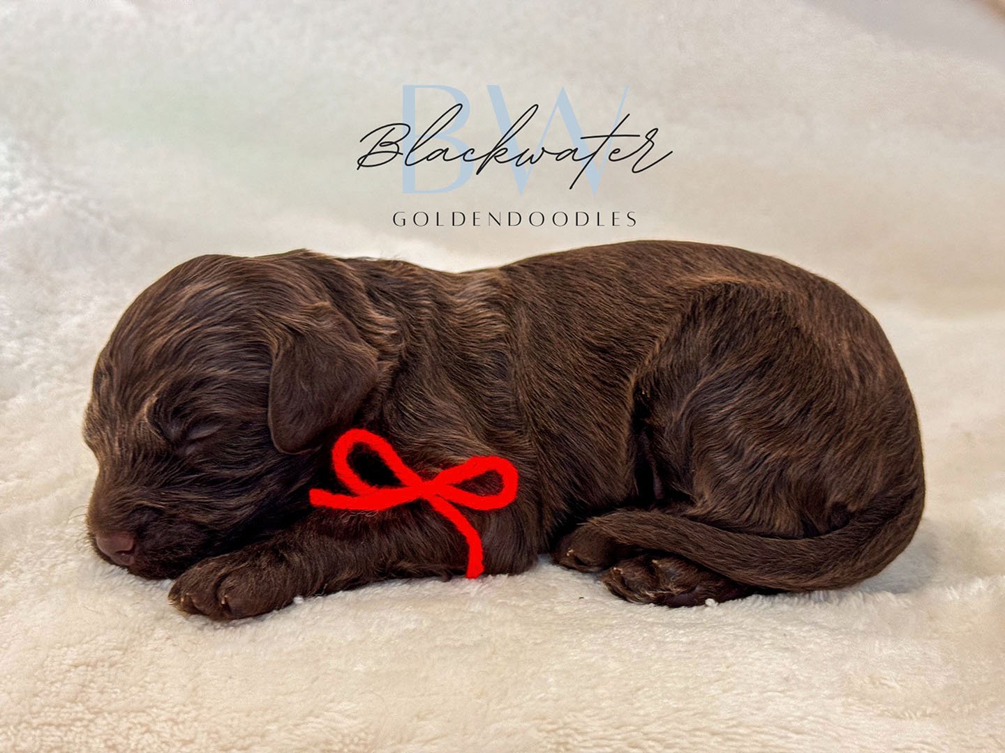 Goldendoodle puppy from the Maggie x Theo litter wearing a red ribbon