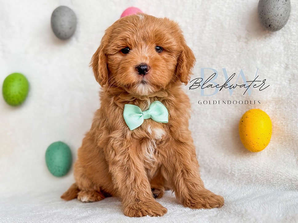Multigen goldendoodle puppies from Paige x Jasper snuggled on a blanket
