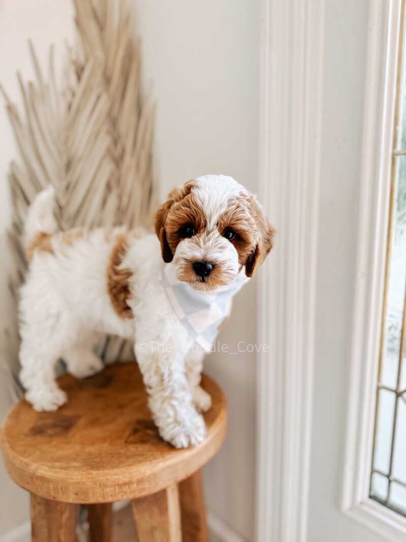 Multigen goldendoodle puppies from Millie x Goose