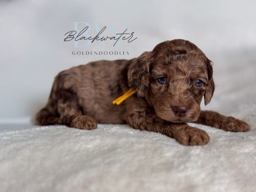 Maple, an available chocolate goldendoodle puppy with a yellow ribbon at Blackwater Goldendoodles