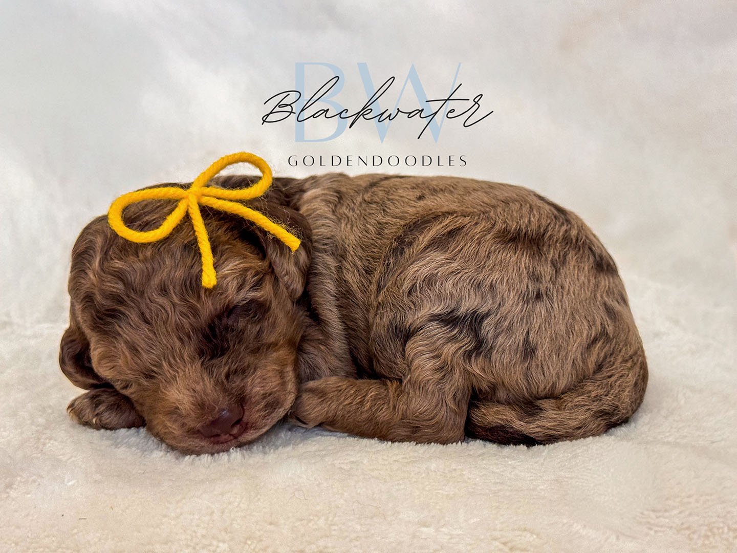 Goldendoodle puppy from the Maggie x Theo litter wearing a yellow ribbon