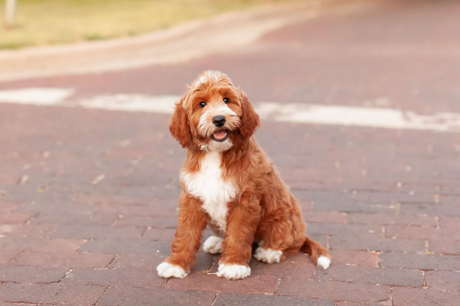 Available goldendoodle puppies from the Stella x Chip litter in Texas