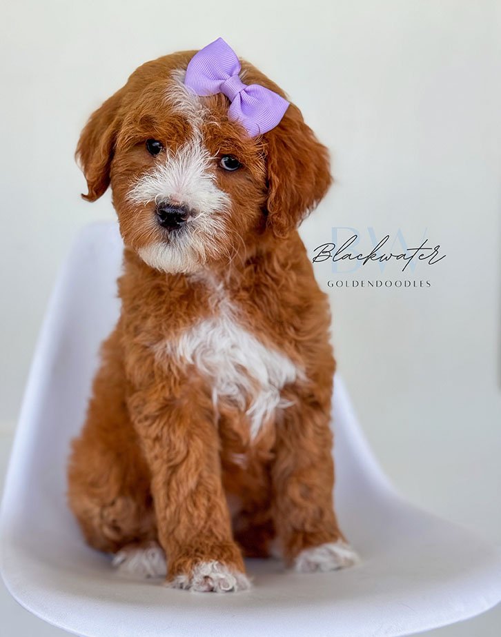 Available goldendoodle puppies from the Paige x Jasper litter in Texas