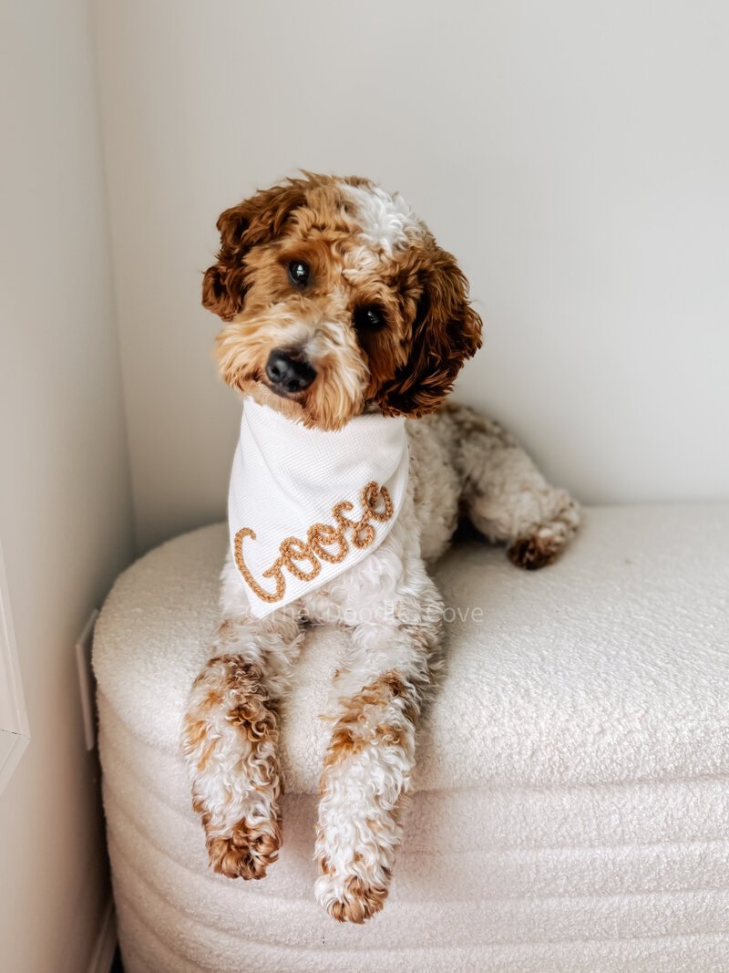 Available goldendoodle puppies from the Millie x Goose litter in Texas