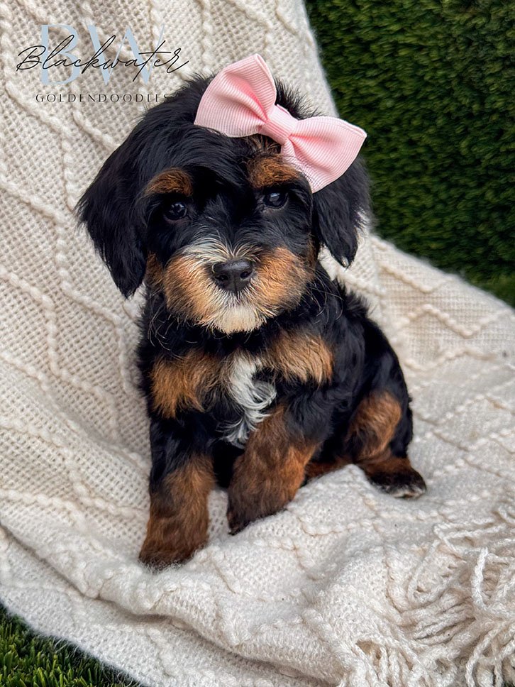 Goldendoodle puppy from the Stella and Chip litter wearing a pink bowtie