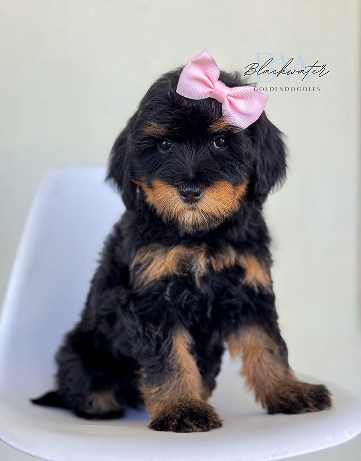 Goldendoodle puppies from the Paige and Jasper litter at Blackwater Goldendoodles