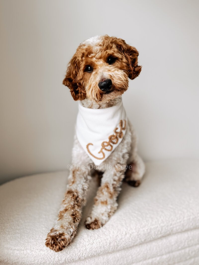Goldendoodle puppies from the Millie and Goose litter at Blackwater Goldendoodles