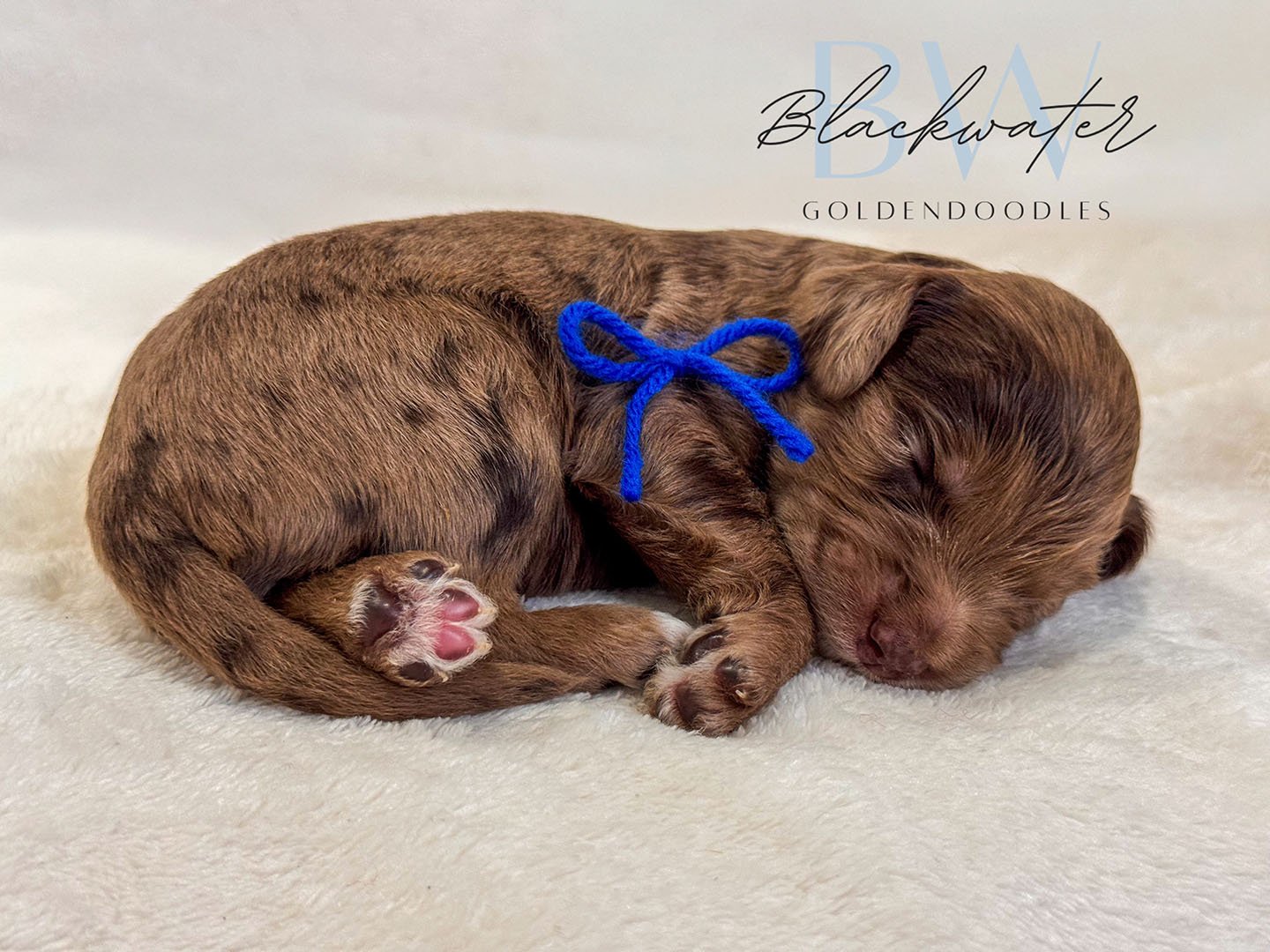 Goldendoodle puppy from the Maggie x Theo litter wearing a blue ribbon