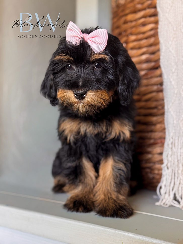 Available goldendoodle puppies from the Stella x Chip litter in Texas