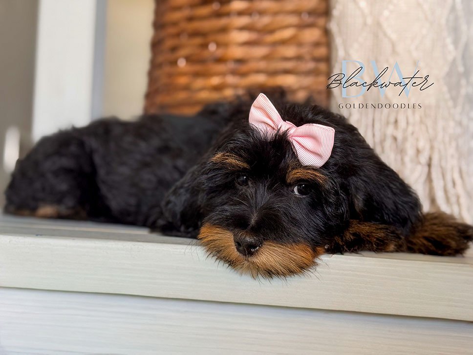 Goldendoodle puppy from the Paige and Jasper litter wearing a pink bowtie
