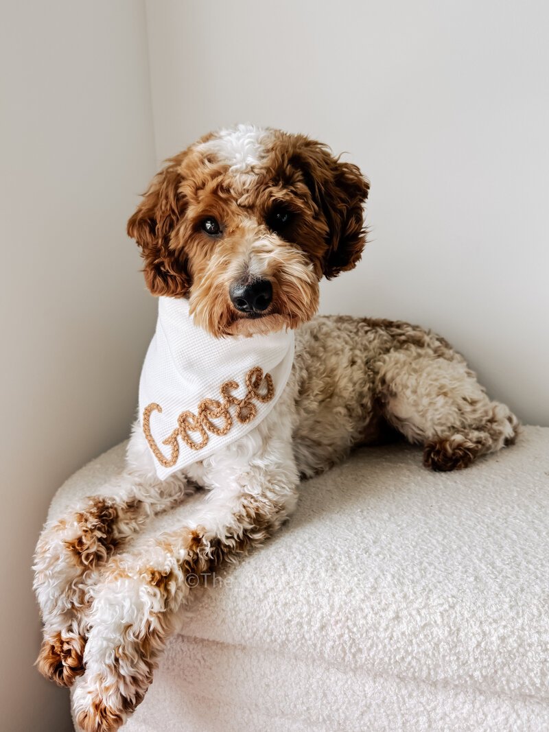 Multigen goldendoodle puppies from Millie x Goose