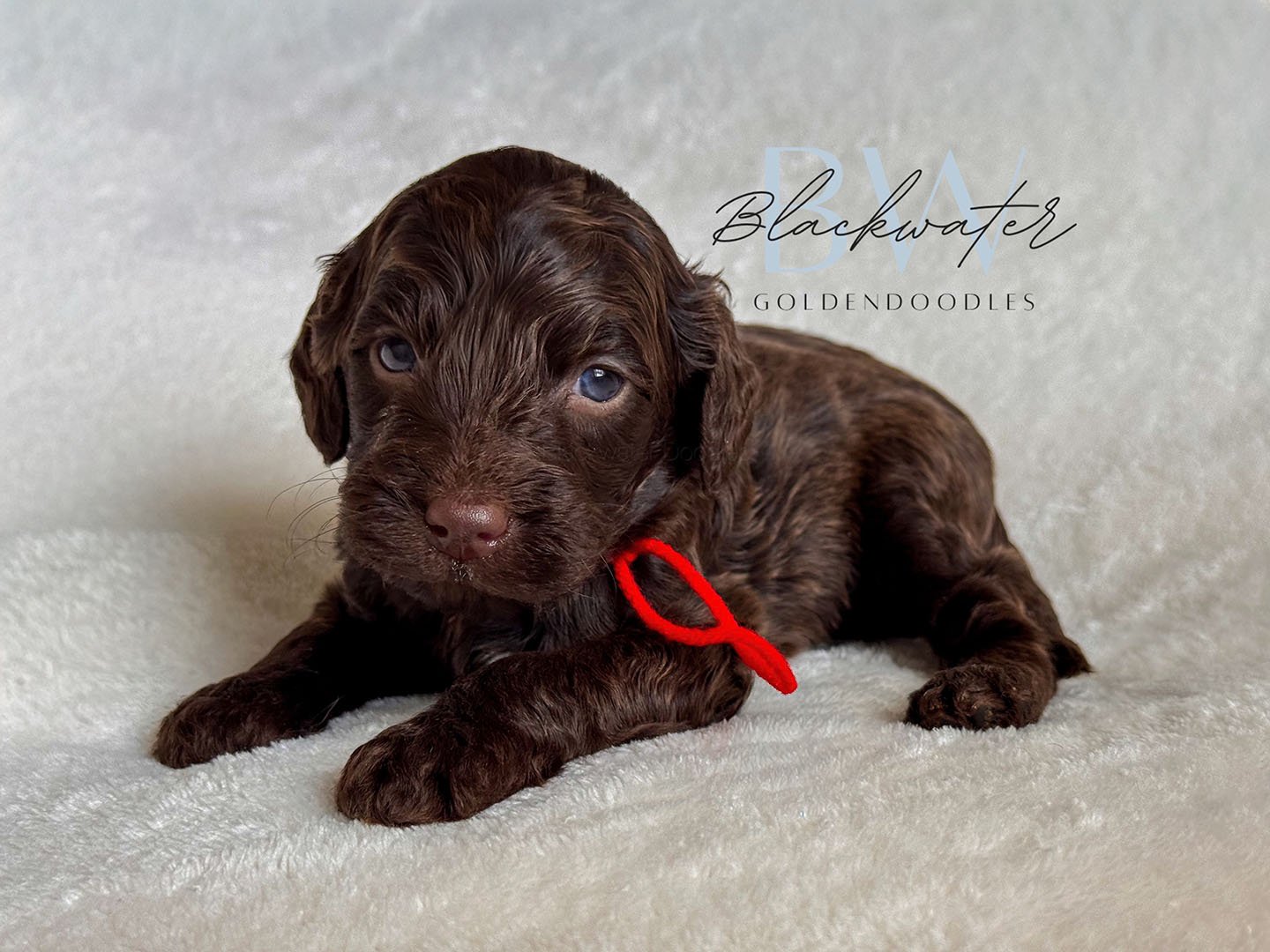 Multigen goldendoodle puppies from the Maggie and Theo litter in Texas