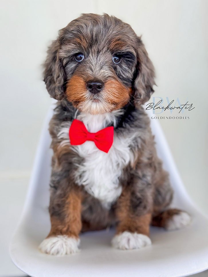Goldendoodle puppy from the Stella and Chip litter wearing a red bowtie