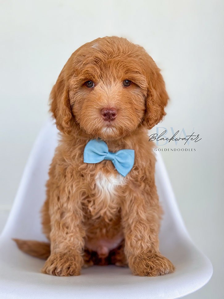 Goldendoodle puppy from the Paige and Jasper litter wearing a blue bowtie