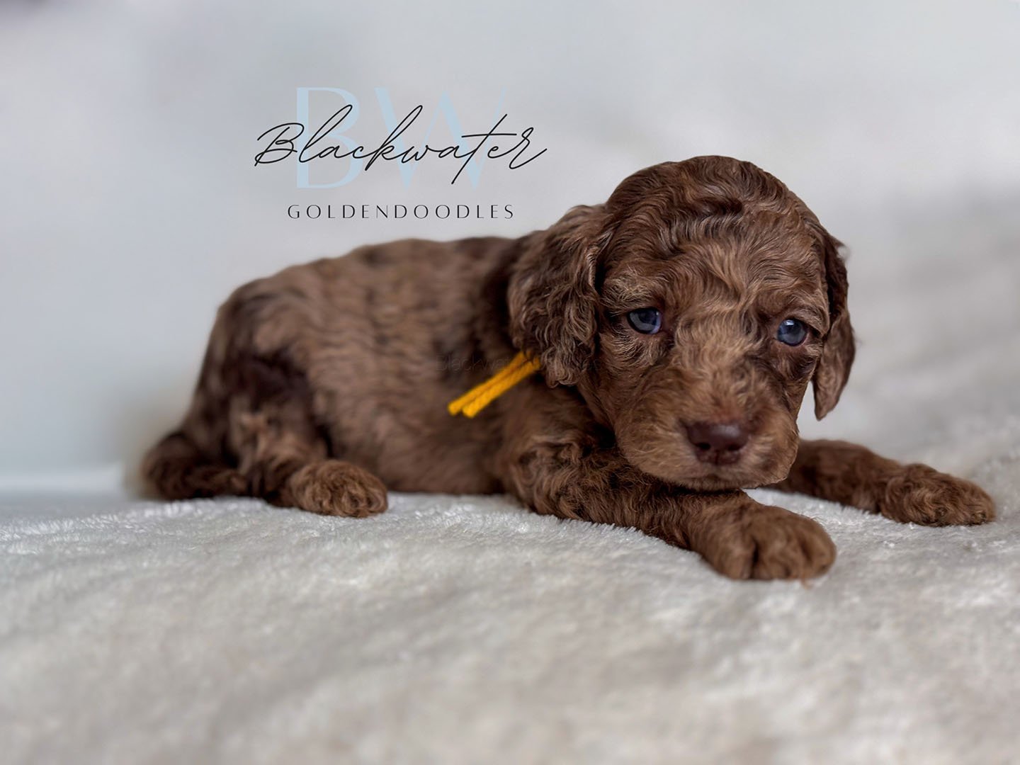 Newborn goldendoodle puppies from Maggie x Theo napping together