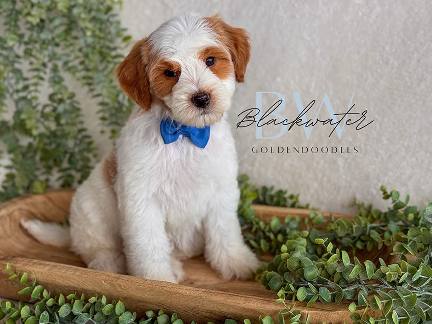 Goldendoodle puppies from the Stella and Chip litter at Blackwater Goldendoodles