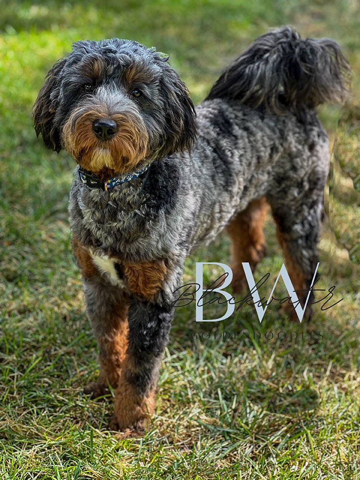 Puppies from our Paige and Jasper litter, raised with the Puppy Culture curriculum at Blackwater Goldendoodles.