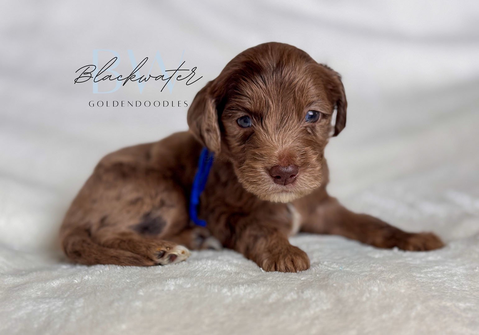 Goldendoodle puppies from the Maggie and Theo litter at Blackwater Goldendoodles