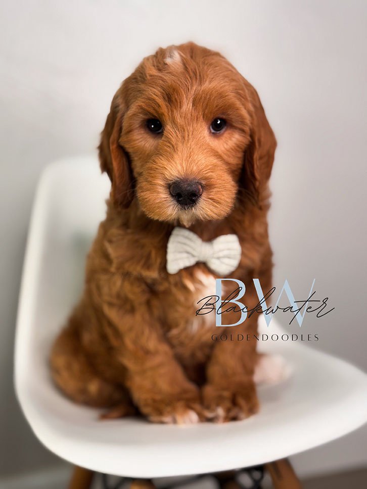 Goldendoodle puppy from the Stella and Chip litter wearing a white bowtie