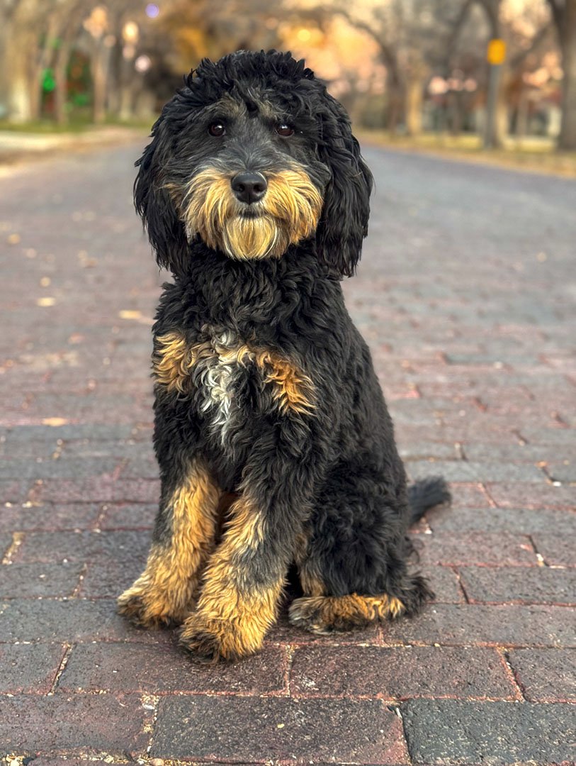Puppies from our Paige and Jasper litter, raised with the Puppy Culture curriculum at Blackwater Goldendoodles.