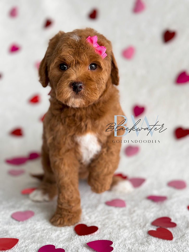 Available goldendoodle puppies from the Millie x Goose litter in Texas