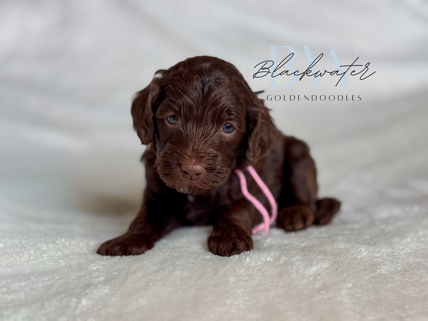 Goldendoodle puppy from the Maggie x Theo litter wearing a pink ribbon