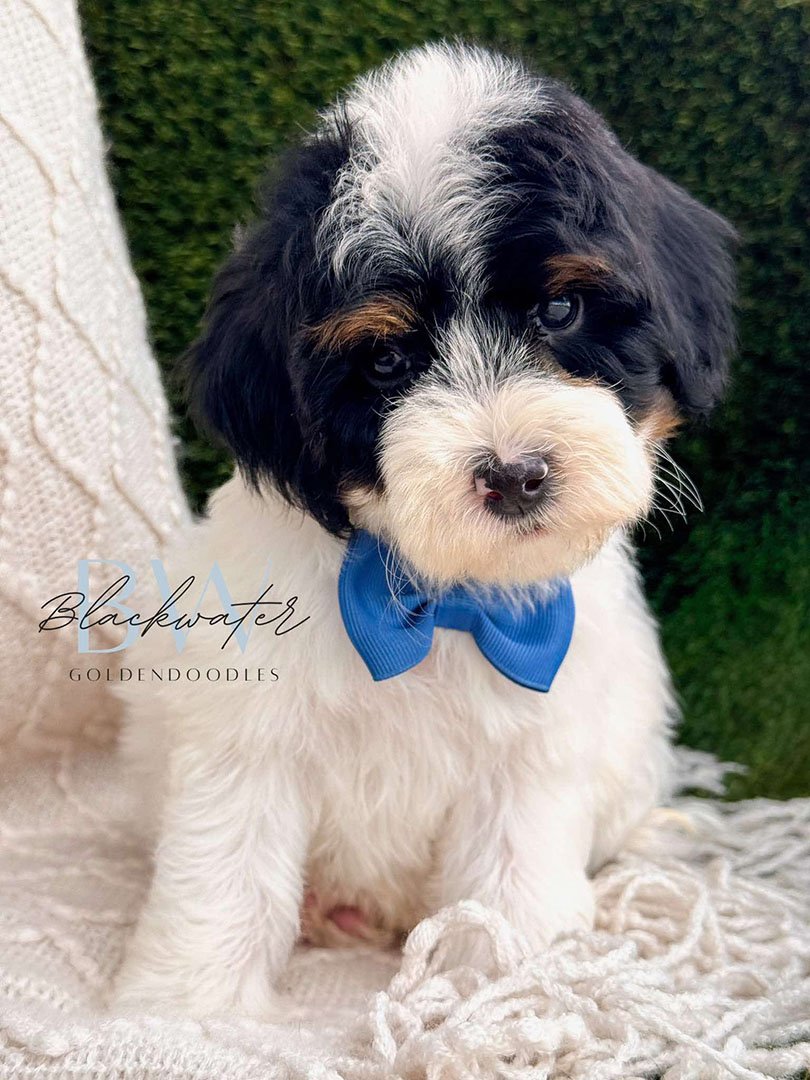 Goldendoodle puppy from the Stella and Chip litter wearing a blue bowtie