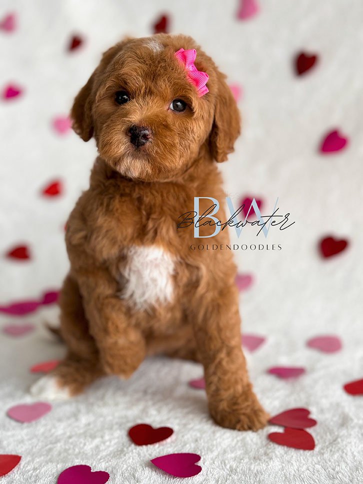 Goldendoodle puppies from the Millie and Goose litter at Blackwater Goldendoodles