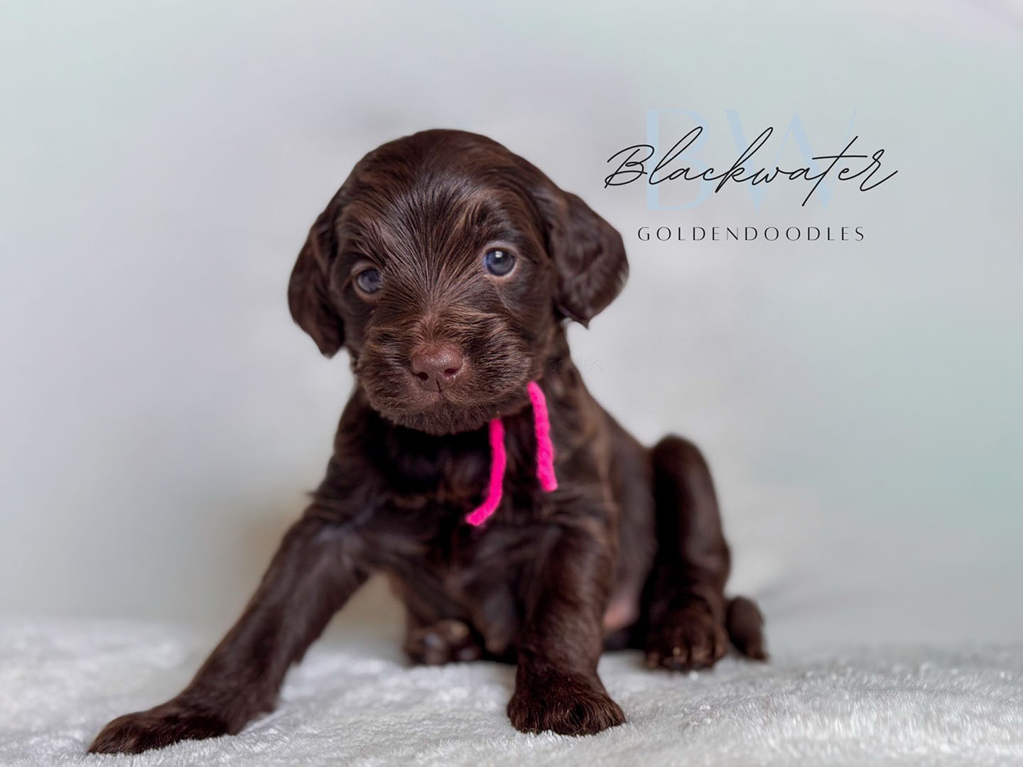 Multigen goldendoodle puppies from the Maggie and Theo litter in Texas
