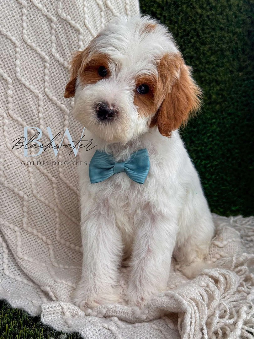 Goldendoodle puppies from the Stella and Chip litter at Blackwater Goldendoodles