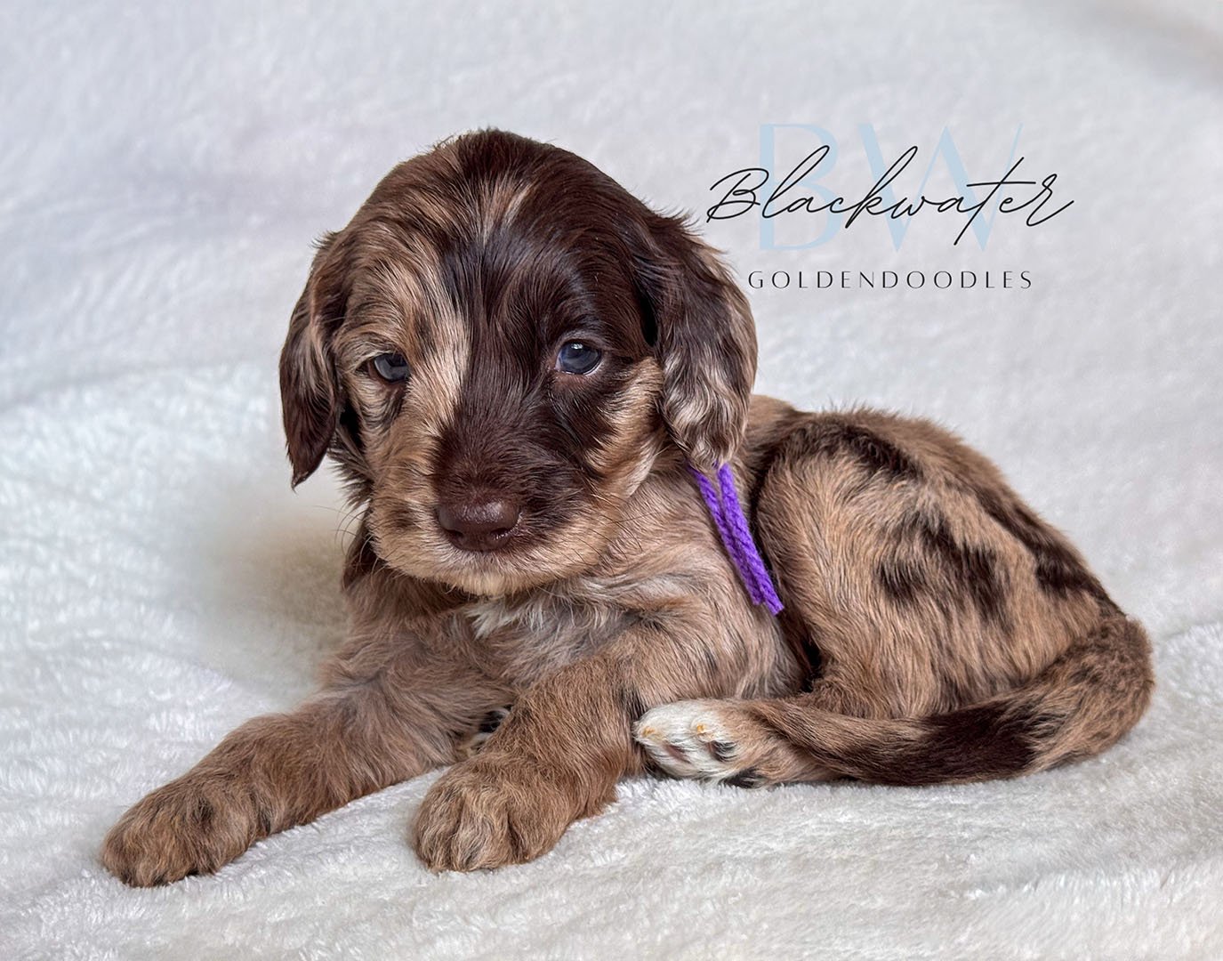 Goldendoodle puppies from the Maggie and Theo litter at Blackwater Goldendoodles