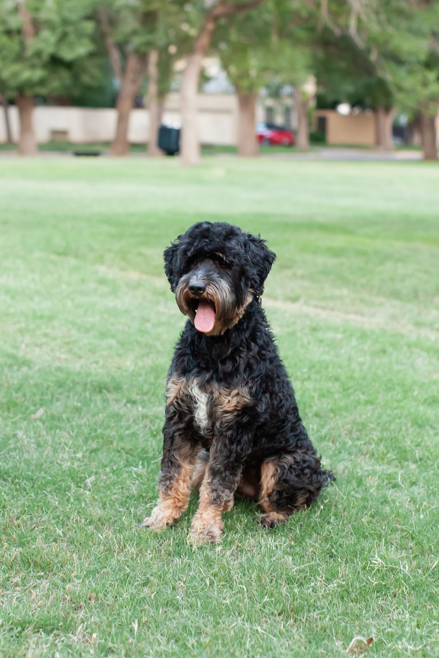 Rocky, a black phantom goldendoodle stud at Blackwater Goldendoodles