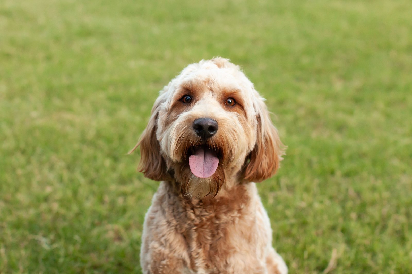 Millie, a red mini goldendoodle mama at Blackwater Goldendoodles