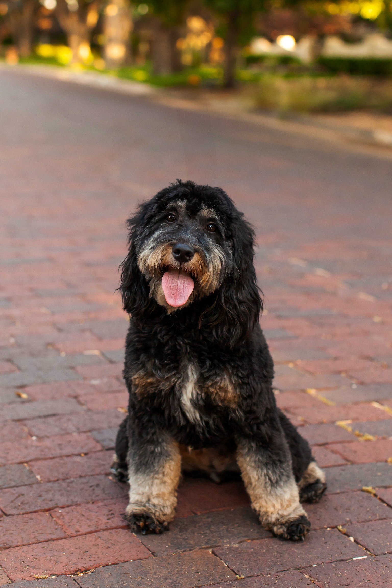 Paige, a black phantom mini goldendoodle mama at Blackwater Goldendoodles