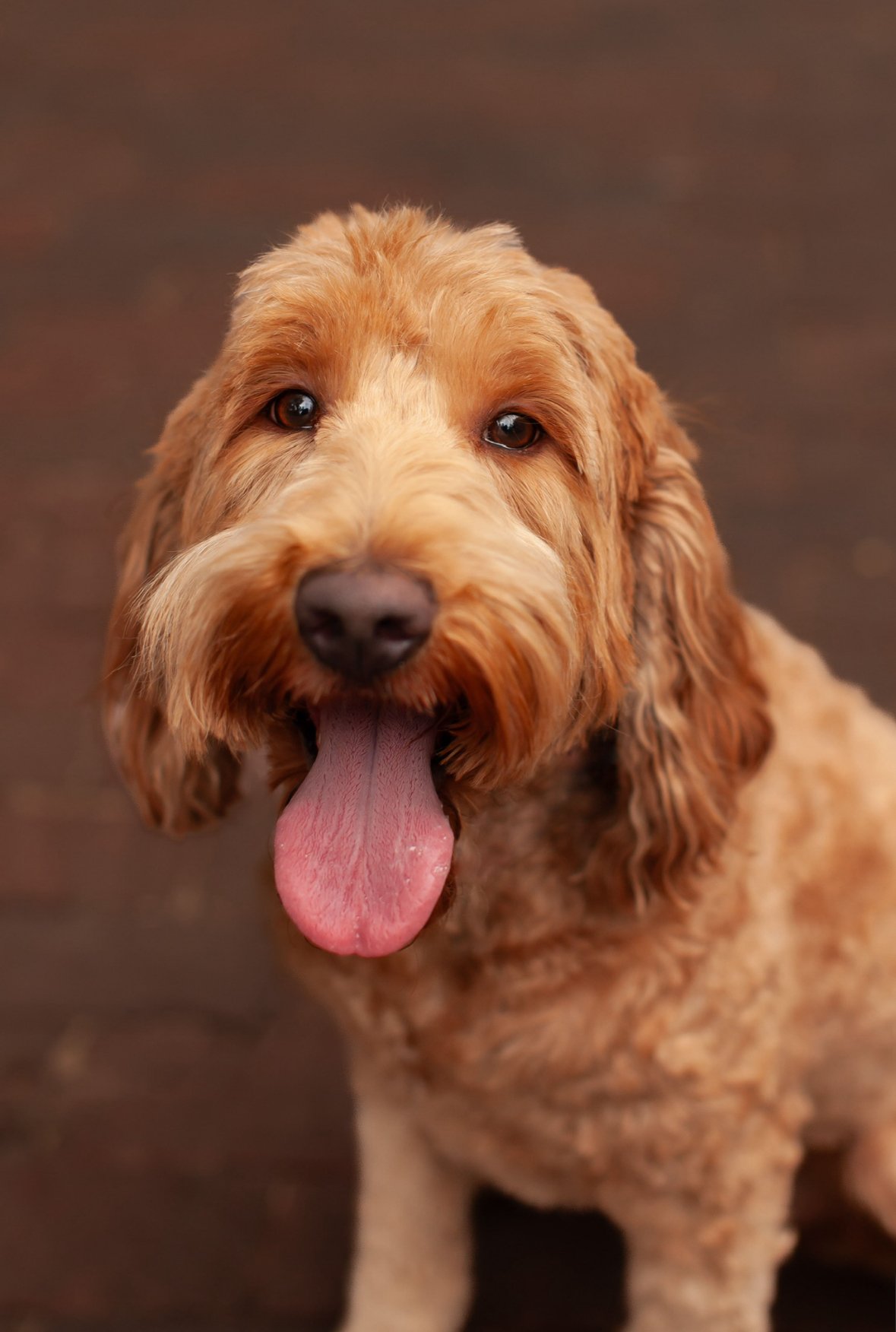 Posey, a red medium goldendoodle mama at Blackwater Goldendoodles