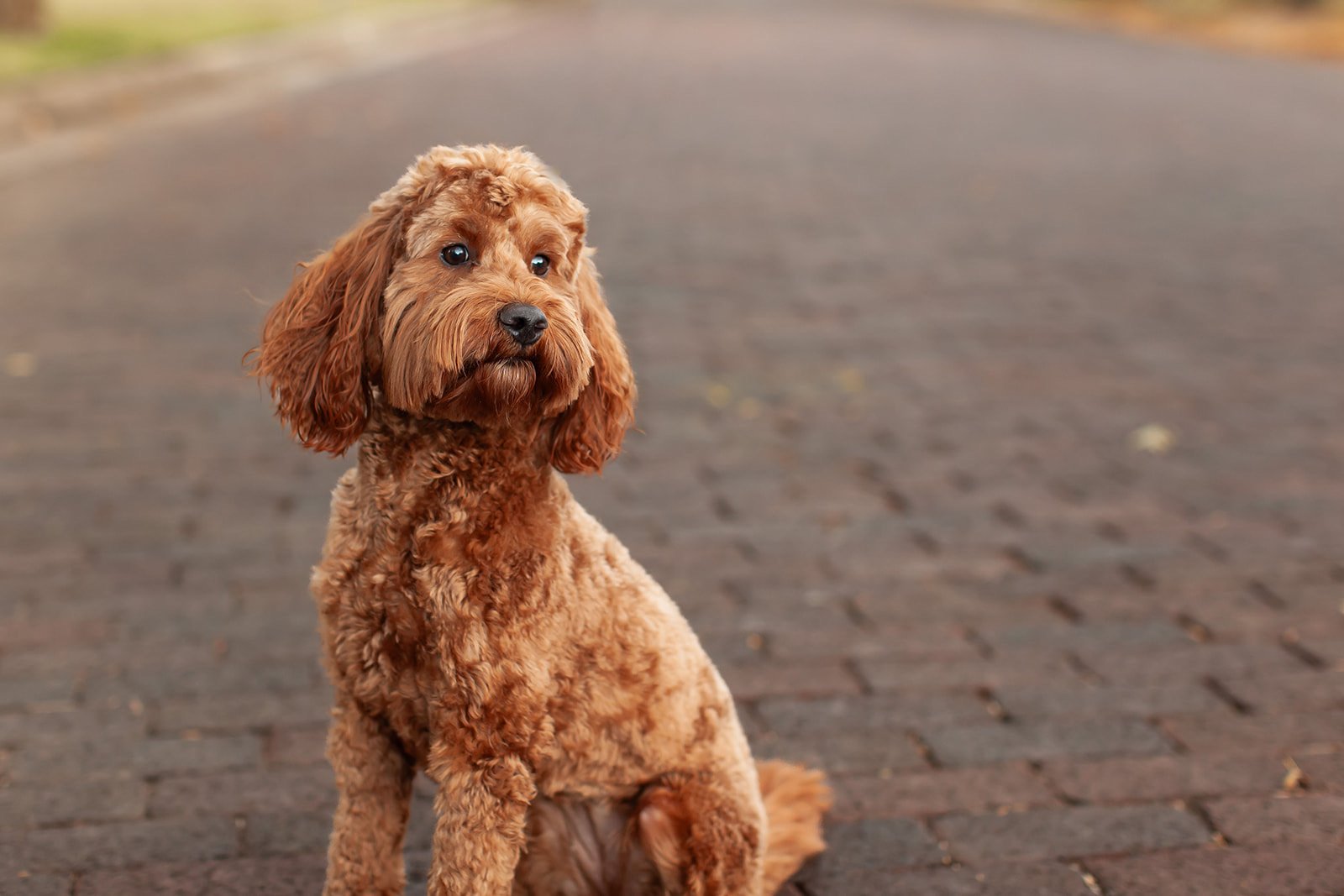 Close-up of Pumpkin, a petite red goldendoodle