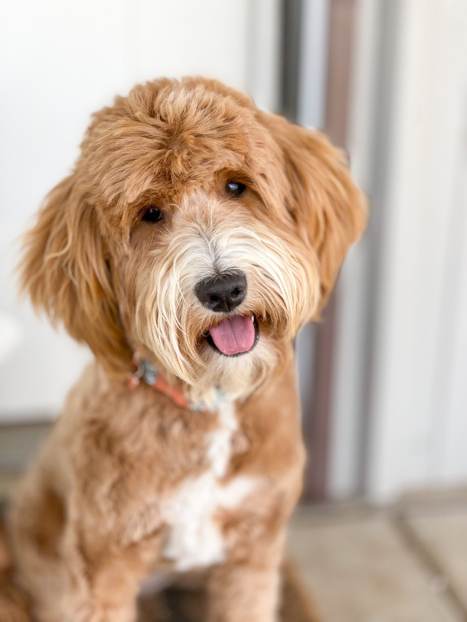 Stella, a red mini goldendoodle mama at Blackwater Goldendoodles