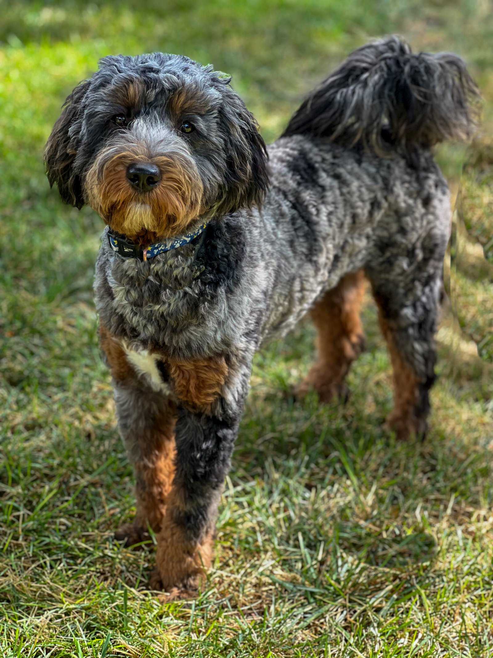 Jasper, a phantom merle mini goldendoodle stud at Blackwater Goldendoodles