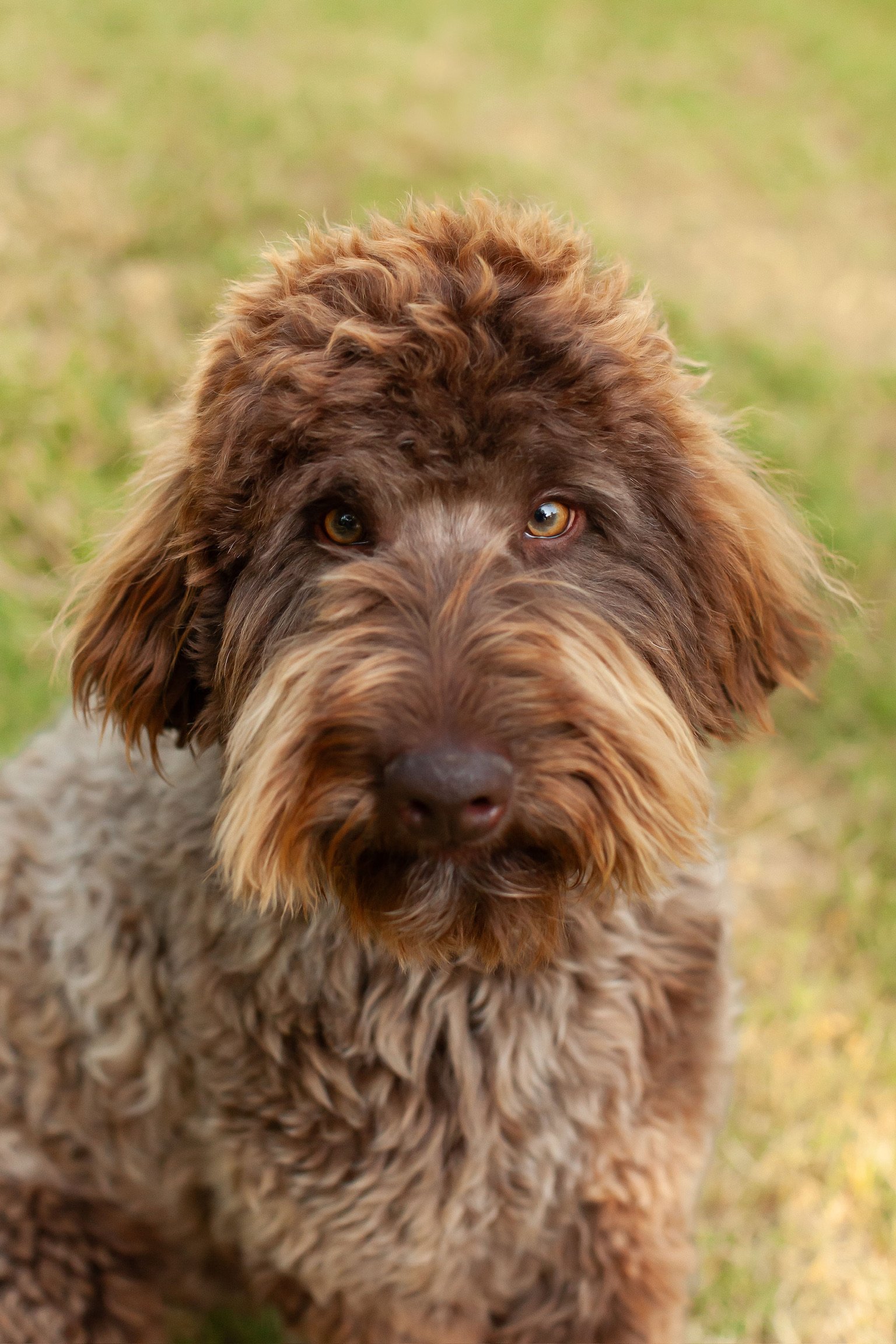 Nash, a chocolate mini goldendoodle stud at Blackwater Goldendoodles