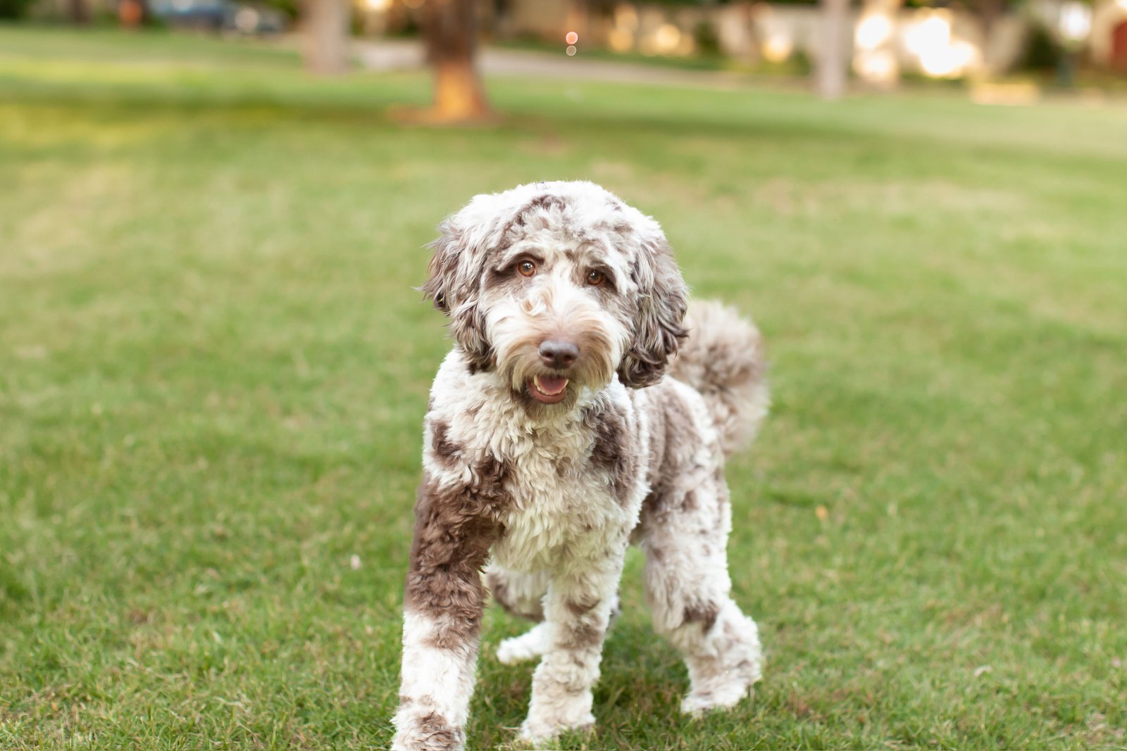 Maggie, a chocolate merle mini goldendoodle mama at Blackwater Goldendoodles