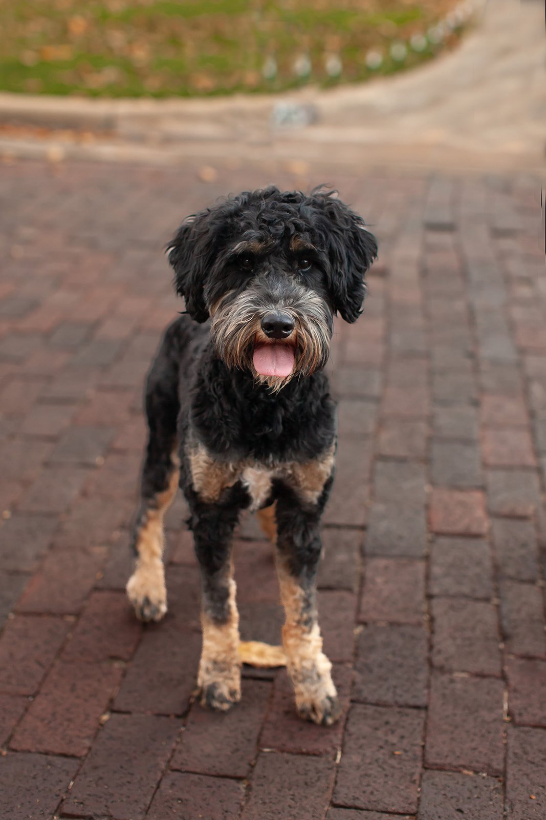 Rocky, a health-tested goldendoodle sire, indoors on a blanket