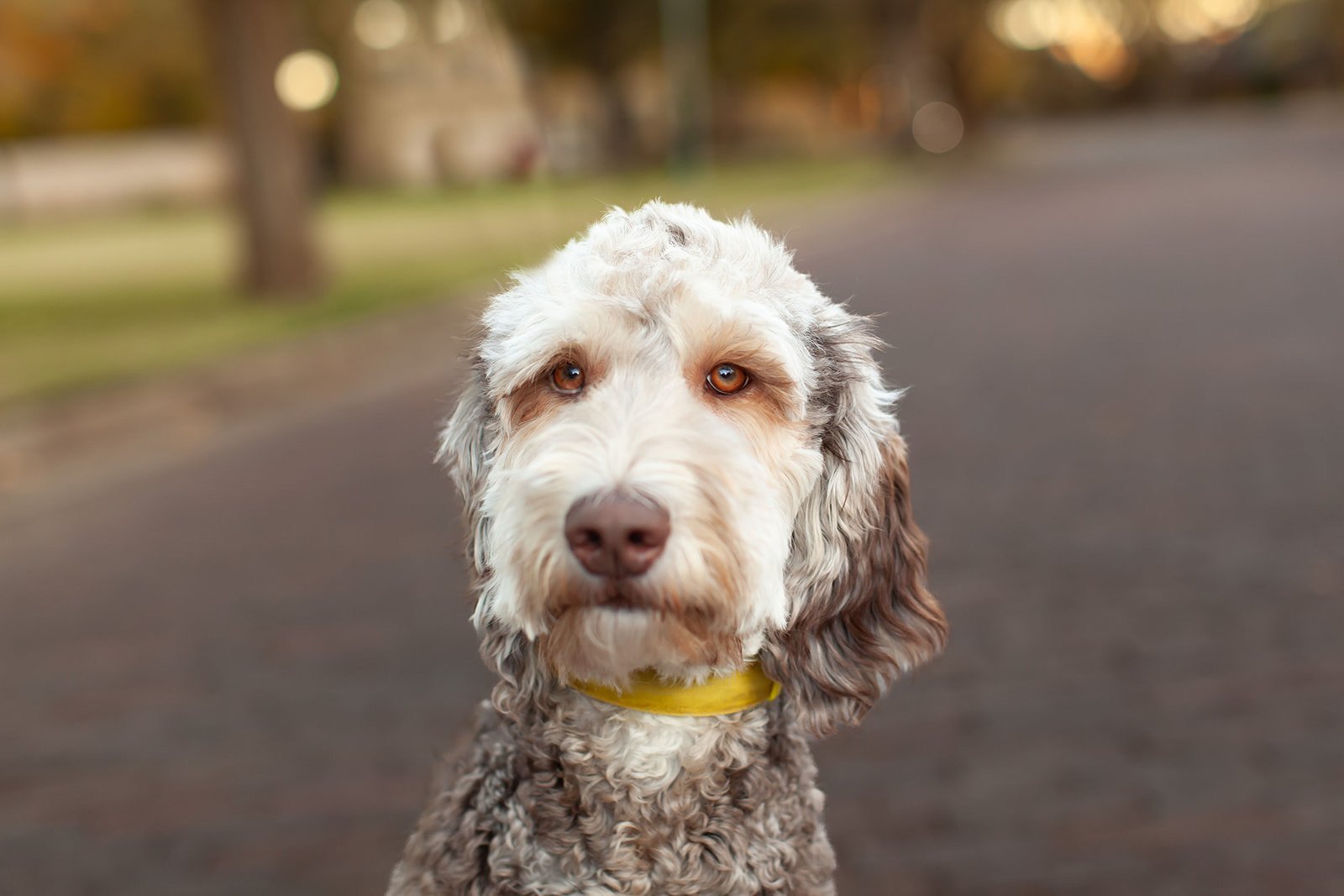 Harley, a chocolate phantom medium goldendoodle mama at Blackwater Goldendoodles