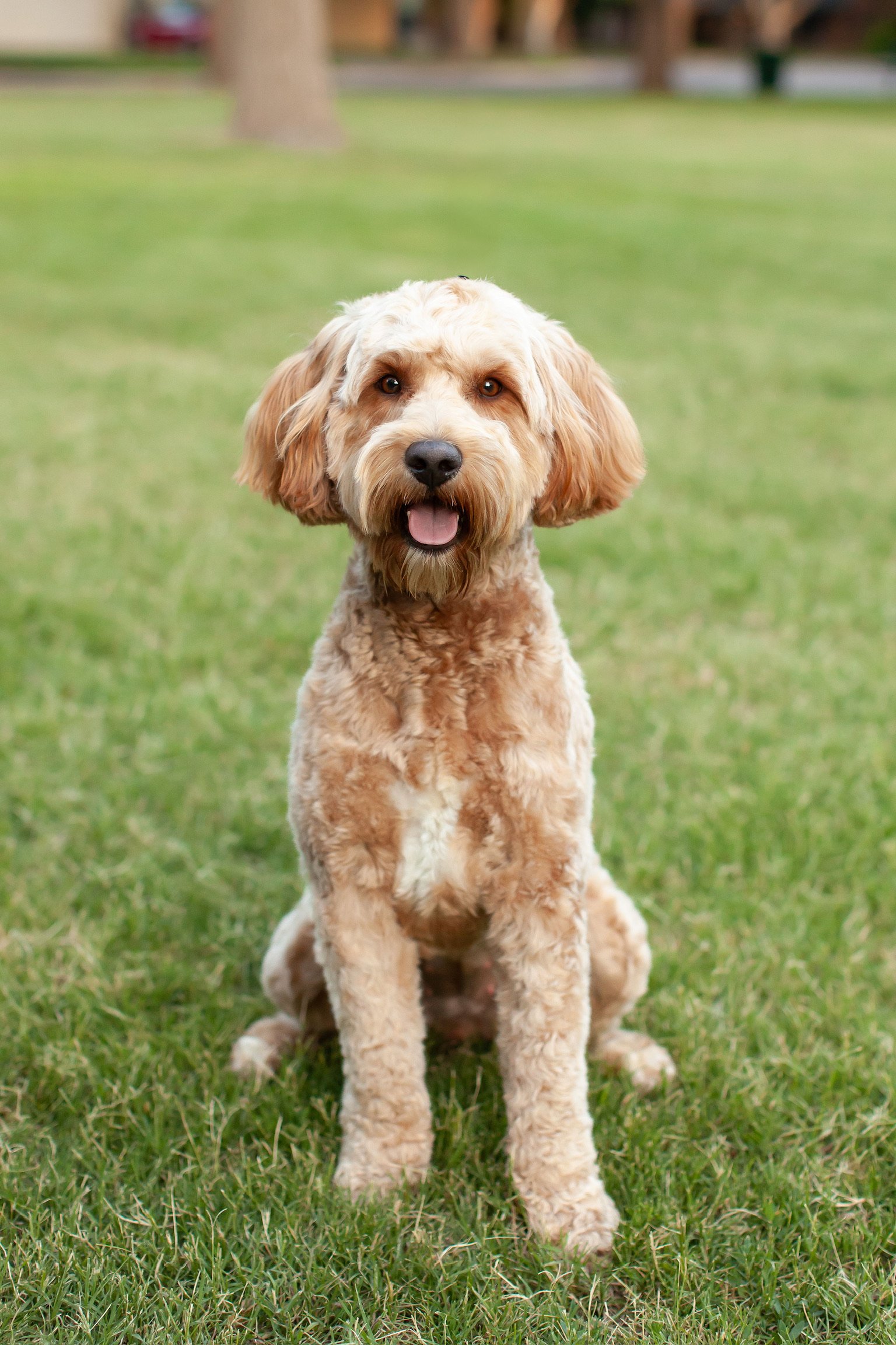 Millie the multigen mini goldendoodle outdoors with a wavy red coat