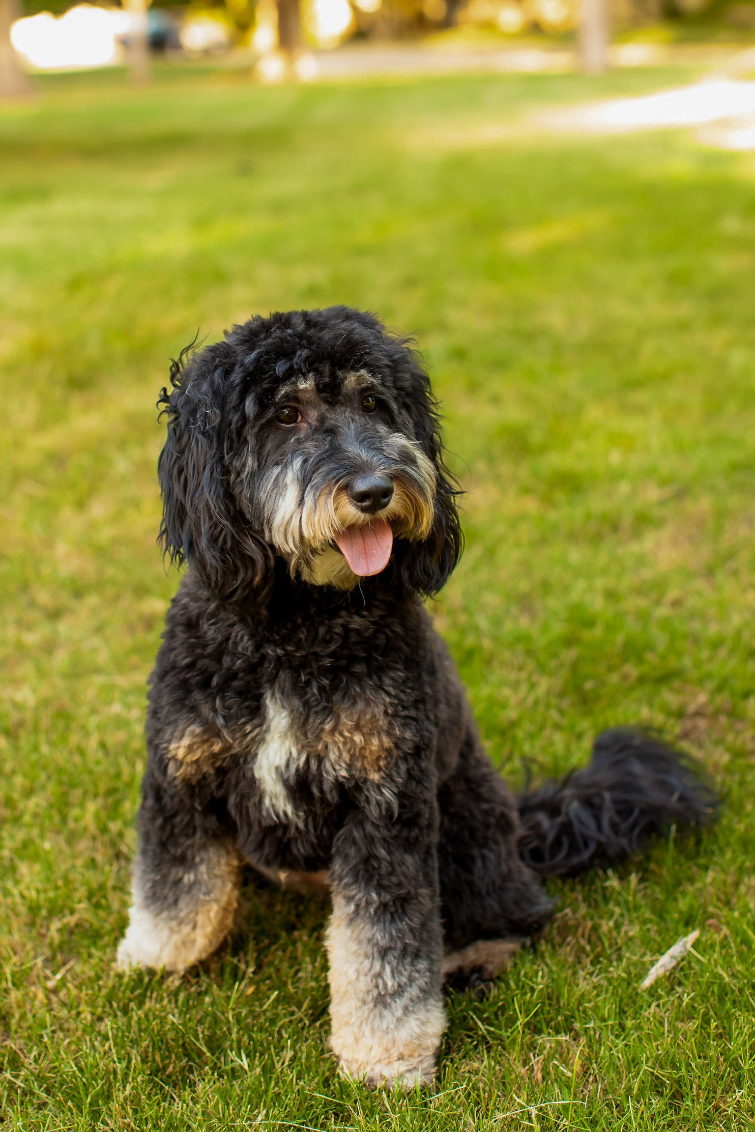 Paige the multigen mini goldendoodle outdoors, wavy black phantom coat